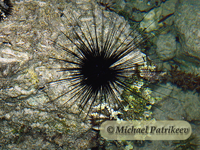 Atlantic Long-spined Sea Urchin (Diadema antillarum)